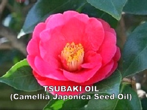 Camellia Japonica Seed Oil Supplier Malaysia | Buy Tsubaki Oil